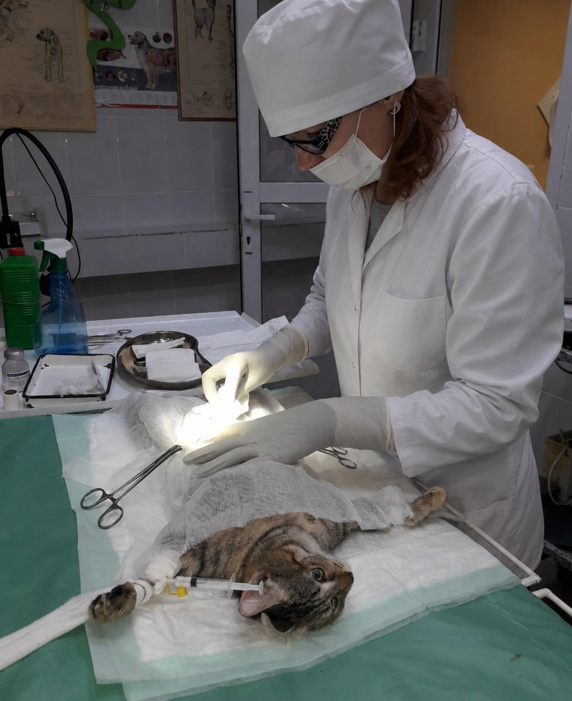 Ветеринарный врач проводит процедуру кошке